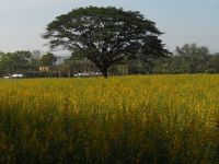 Dateiname : Jim_Thompson_Farm_Korat_17.jpg
Dateigröße : 21KB
Abmessungen : 320x240
hinzugefügt am : 18.Dezember 2011 Jim_Thompson_Farm_Korat_17.jpg