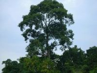 파일명=Khao_Yai_Korat_2008_68.jpg
파일크기=19KB
너비,높이=320x240
등록일=1월 20, 2010 Khao_Yai_Korat_2008_68.jpg