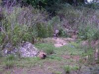 파일명=Khao_Yai_Korat_2008_71.jpg
파일크기=29KB
너비,높이=320x240
등록일=1월 20, 2010 Khao_Yai_Korat_2008_71.jpg