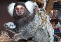 Marmoset.jpeg