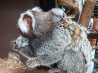 Marmoset2.jpeg