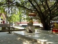 Nume fişier=Wat_Sala_Loi_Korat_23.jpg
Mărime fişier=108KB
Dimensiuni=640x480
Data adăugării=Ianuarie 16, 2010 Wat_Sala_Loi_Korat_23.jpg
