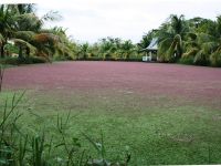 carpet_pond.jpg